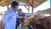 Dinas Pertanian Banyuwangi Lakukan Pemeriksaan Kesehatan Hewan Kurban Menjelang Iduladha