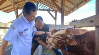 Dinas Pertanian Banyuwangi Lakukan Pemeriksaan Kesehatan Hewan Kurban Menjelang Iduladha