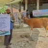 Distribusi Daging Kambing dan Sapi Kurban di Berbagai Daerah pada Idul Adha 1447 H