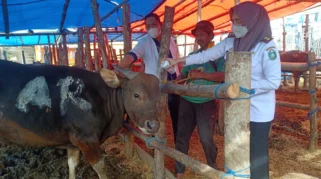 DKPP Jabar Imbau Masyarakat Cermat Memilih Hewan Kurban dengan SKKH dan Sertifikat Veteriner