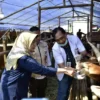 DKPP Lumajang Perketat Pemeriksaan Kesehatan Hewan Kurban Menjelang Iduladha