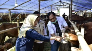 DKPP Lumajang Perketat Pemeriksaan Kesehatan Hewan Kurban Menjelang Iduladha