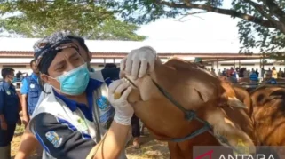 DKPP Madiun Perkuat Pengawasan Kesehatan Hewan Kurban Jelang Idul Adha
