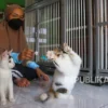 Dokter Hewan IPB Tegaskan Pelihara Kucing Tidak Menyebabkan Mandul