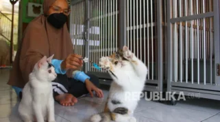 Dokter Hewan IPB Tegaskan Pelihara Kucing Tidak Menyebabkan Mandul