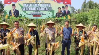 DPKP Ciamis Ikuti Panen Raya Jagung Serentak di Baregbeg Dukung Program Asta Cita Presiden