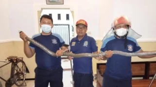 Eks Napi Narkoba Bawa Celurit Satroni Rumah Warga di Bajulmati, Banyuwangi