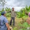 FAO Dampingi Pengembangan Pisang Mas Kirana Lumajang dengan Teknologi GIES