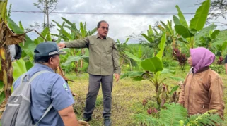 FAO Dukung Pengembangan Pisang Mas Kirana Lumajang lewat Teknologi GIES
