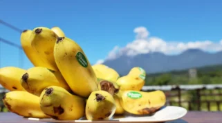 FAO Pasang Stasiun GIES Pertama di Indonesia untuk Pisang Kirana di Lumajang