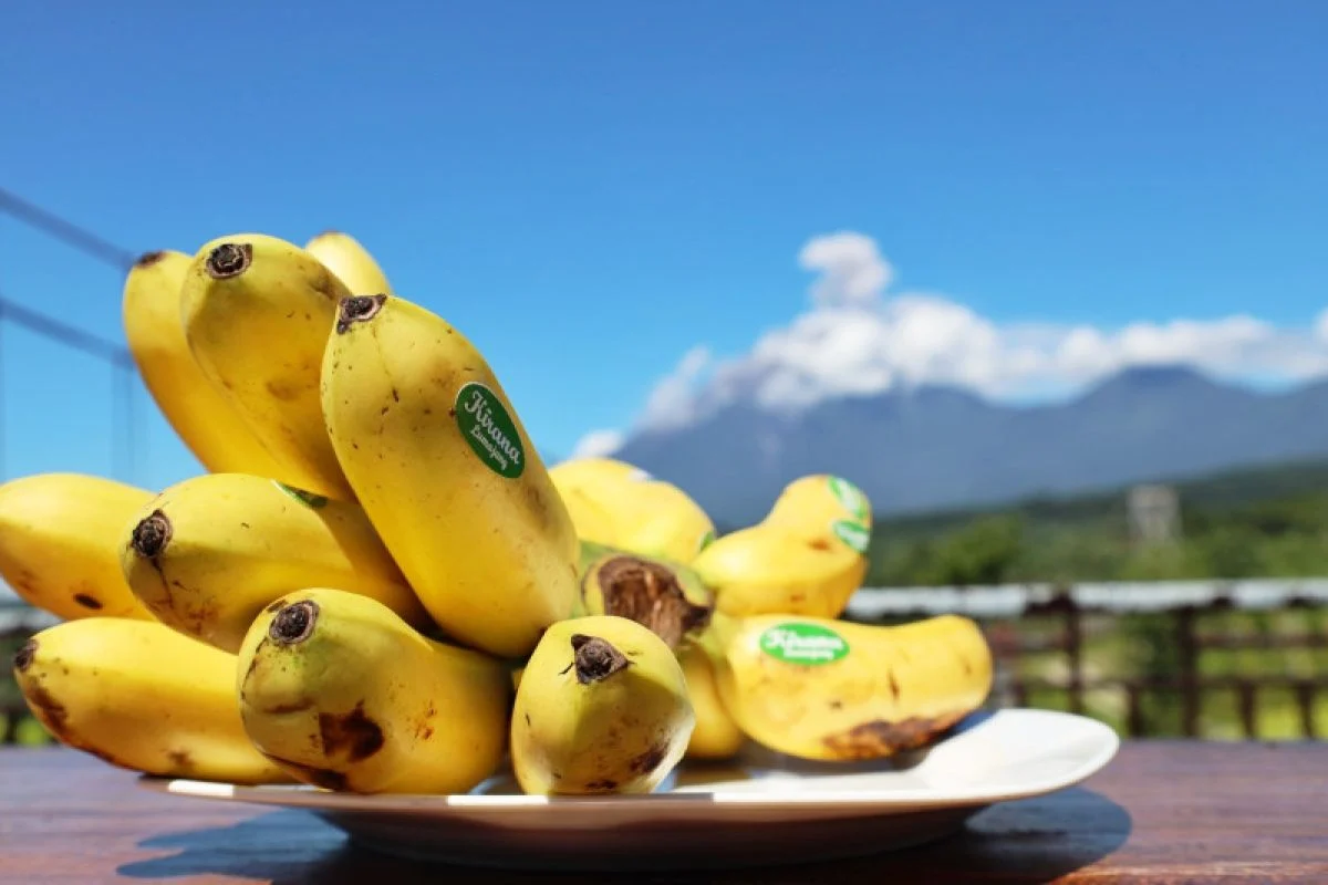 FAO Pasang Stasiun GIES Pertama di Indonesia untuk Pisang Kirana di Lumajang