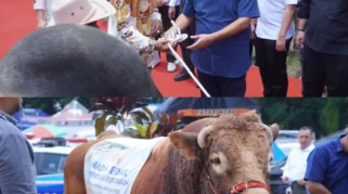 Festival dan Expo Sapi Jember 2025 Jadi Ajang Kebanggaan Peternak dan Promosi Budaya Lokal