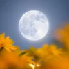 Flower Moon 2 Mei 2026: Waktu, Cara Mengamati, dan Fakta Ilmiah