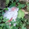 Geger Bayi Terbungkus Kain Putih Ditemukan di Halaman Rumah Warga Sawiji Jombang