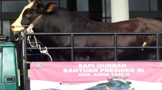 Gelontorkan Rp 100 Miliar dari APBN untuk Beli 1.098 Sapi Kurban Presiden Prabowo