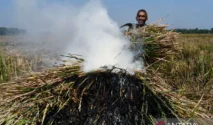 Harga Beras di Garut Berpotensi Naik Akibat Serangan Hama Tikus yang Merusak Panen
