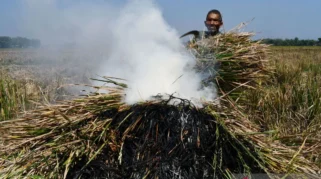 Harga Beras di Garut Berpotensi Naik Akibat Serangan Hama Tikus yang Merusak Panen
