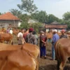 Harga Daging Sapi di Bondowoso Melonjak Menjelang Idul Adha 1447 H