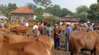 Harga Daging Sapi di Bondowoso Melonjak Menjelang Idul Adha 1447 H