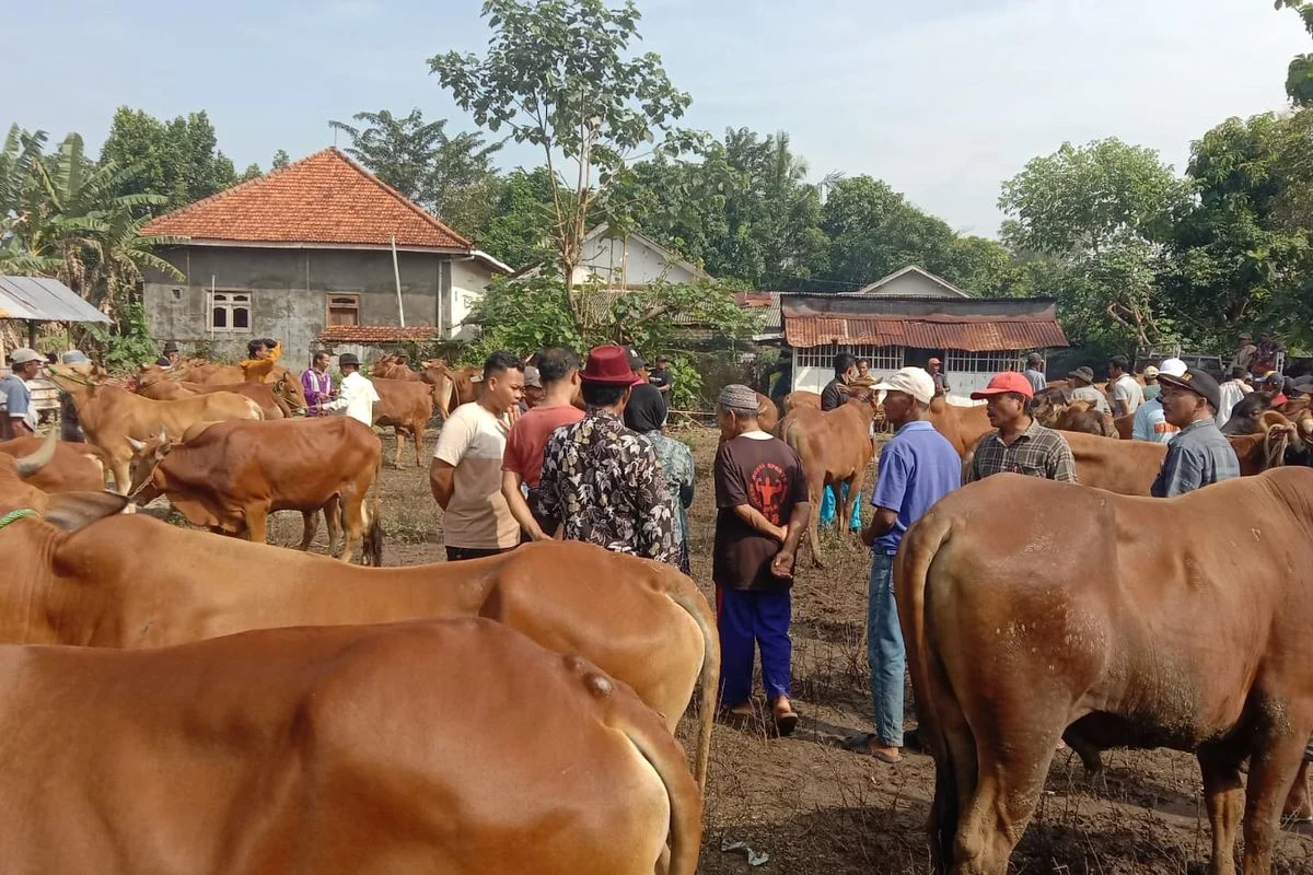 Harga Daging Sapi di Bondowoso Melonjak Menjelang Idul Adha 1447 H