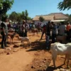 Harga Kambing di Sumenep Naik Signifikan Menjelang Iduladha