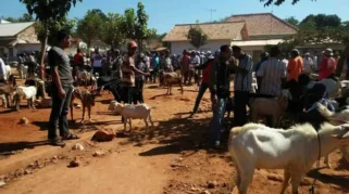 Harga Kambing di Sumenep Naik Signifikan Menjelang Iduladha
