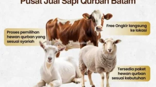 Harga Sapi Kurban 2026: Tantangan Peternak dan Dukungan Pemerintah Menjelang Idul Adha
