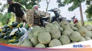 Harga Semangka dan Melon Kembali Terdongkrak, Haryanto Sebut Program MBG Bantu Petani Lokal