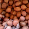 Harga Telur Anjlok Parah, DPR Desak Kemendag Segera Bertindak