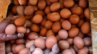 Harga Telur Anjlok Parah, DPR Desak Kemendag Segera Bertindak