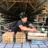 Harga Telur di Situbondo Turun Drastis, Peternak Alami Kerugian