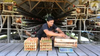 Harga Telur di Situbondo Turun Drastis, Peternak Alami Kerugian