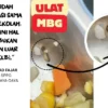 Hih…Ada Ulat di Menu MBG Tasikmalaya