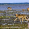 IDAI Mengingatkan Bahaya Penyakit Malaria Monyet di Aceh