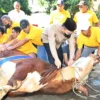 Iduladha 1447 H, Korlantas Polri Kurban 60 Sapi dan 33 Kambing untuk Masyarakat Jakarta