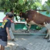 Iduladha, Polres Situbondo Sembelih 17 Ekor Hewan Kurban untuk Warga Sekitar