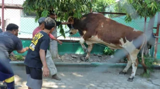 Iduladha, Polres Situbondo Sembelih 17 Ekor Hewan Kurban untuk Warga Sekitar
