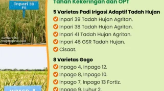 Ilmuwan University of Nottingham Kembangkan Varietas Padi Tahan Kekeringan Hadapi Perubahan Iklim