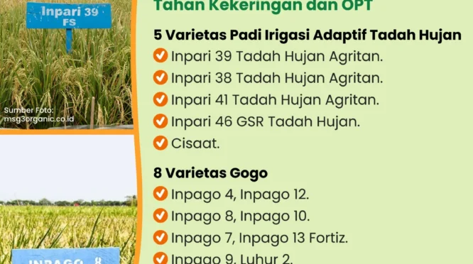Ilmuwan University of Nottingham Kembangkan Varietas Padi Tahan Kekeringan Hadapi Perubahan Iklim