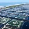 Industri Udang Modern Kebumen Jadi Model Kemandirian Pangan