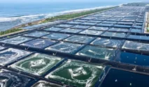 Industri Udang Modern Kebumen Jadi Model Kemandirian Pangan