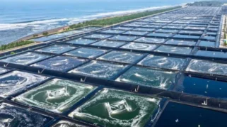 Industri Udang Modern Kebumen Jadi Model Kemandirian Pangan
