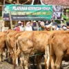 Jelang Idul Adha, Warga Banyuwangi Kehilangan Sapi, Pelaku Ternyata Tetangga Sendiri