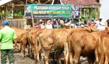Jelang Idul Adha, Warga Banyuwangi Kehilangan Sapi, Pelaku Ternyata Tetangga Sendiri