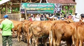 Jelang Idul Adha, Warga Banyuwangi Kehilangan Sapi, Pelaku Ternyata Tetangga Sendiri