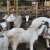Jelang Iduladha 2026, Harga Kambing di Lumajang Melonjak hingga Rp500 Ribu per Ekor