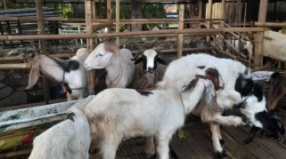 Jelang Iduladha 2026, Harga Kambing di Lumajang Melonjak hingga Rp500 Ribu per Ekor