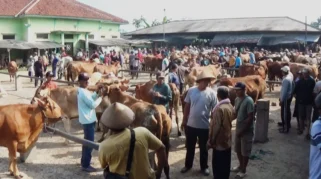 Jelang Iduladha 2026, Stok Hewan Kurban di Jawa Barat Aman dan Terjamin