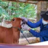 Jelang Iduladha, Dinas Pertanian Banyuwangi Periksa Kesehatan Hewan Kurban di 11 Lapak
