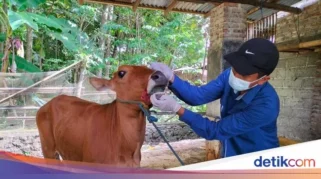 Jelang Iduladha, Dinas Pertanian Banyuwangi Periksa Kesehatan Hewan Kurban di 11 Lapak